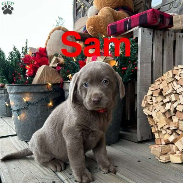 Sam, Silver Labrador Retriever Puppy